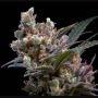 Kritikal Bilbo Feminized Marijuana Strain by Genehtik For Sale Online at Cannabis Seeds Outlet