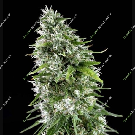 Kritikal Bilbo x AK-47 Feminized Marijuana Strain by Genehtik For Sale Online at Cannabis Seeds Outlet