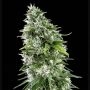 Kritikal Bilbo x AK-47 Feminized Marijuana Strain by Genehtik For Sale Online at Cannabis Seeds Outlet