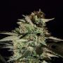 Medizinal CBD Female Genehtik Cannabis Seeds