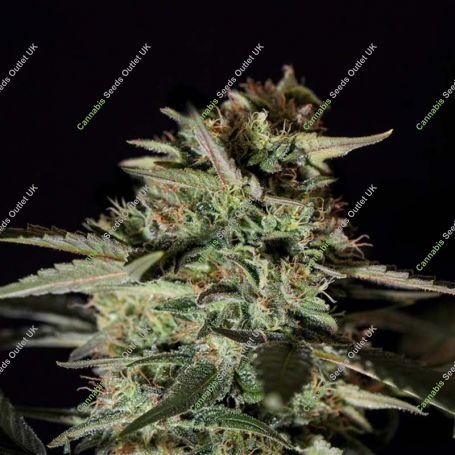 Medizinal CBD Feminized Marijuana Strain by Genehtik For Sale Online at Cannabis Seeds Outlet