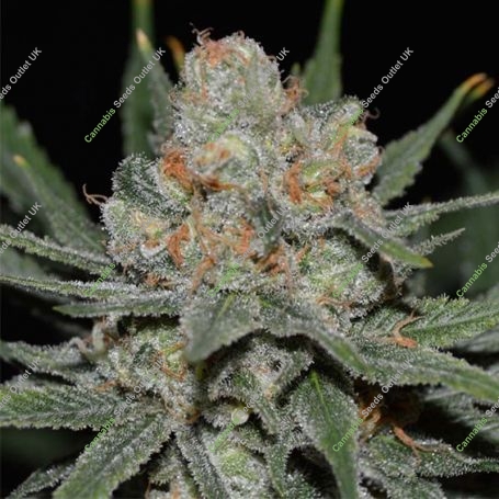 Nevil Bilbo Auto Feminized Marijuana Strain by Genehtik For Sale Online at Cannabis Seeds Outlet