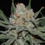 Nevil Bilbo Auto Feminized Marijuana Strain by Genehtik For Sale Online at Cannabis Seeds Outlet