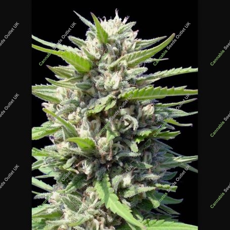 Northern Lights Auto Feminized Marijuana Strain by Genehtik For Sale Online at Cannabis Seeds Outlet
