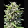 Northern Lights Auto Feminized Marijuana Strain by Genehtik For Sale Online at Cannabis Seeds Outlet