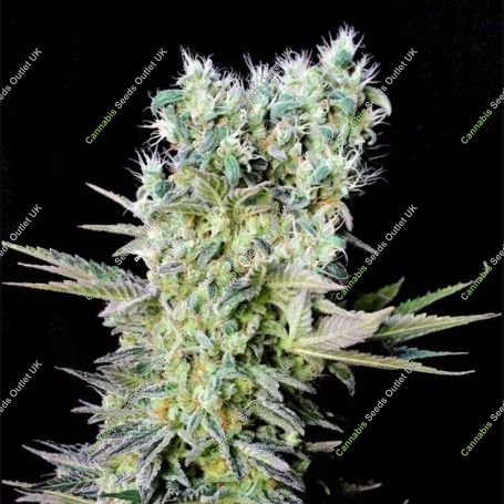 Northern Lights X Feminized Marijuana Strain by Genehtik For Sale Online at Cannabis Seeds Outlet