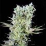 Northern Lights X Feminized Marijuana Strain by Genehtik For Sale Online at Cannabis Seeds Outlet