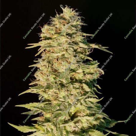 OG Lemon Bilbo Feminized Marijuana Strain by Genehtik For Sale Online at Cannabis Seeds Outlet