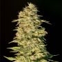 OG Lemon Bilbo Feminized Marijuana Strain by Genehtik For Sale Online at Cannabis Seeds Outlet