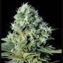 Santa Bilbo Female Genehtik Cannabis Seeds
