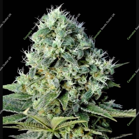 Santa Bilbo Feminized Marijuana Strain by Genehtik For Sale Online at Cannabis Seeds Outlet