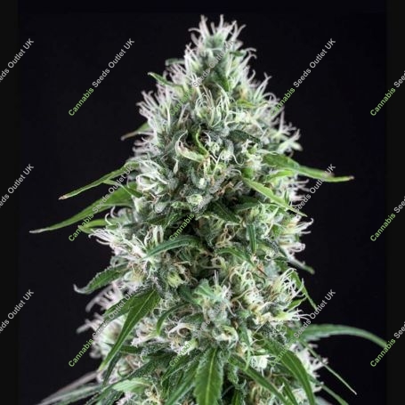 Super Silver Bilbo Feminized Marijuana Strain by Genehtik For Sale Online at Cannabis Seeds Outlet