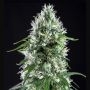 Super Silver Bilbo Feminized Marijuana Strain by Genehtik For Sale Online at Cannabis Seeds Outlet