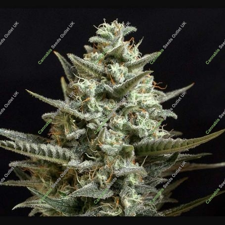 Sweet Bilbo Feminized Marijuana Strain by Genehtik For Sale Online at Cannabis Seeds Outlet