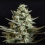 Sweet Bilbo Feminized Marijuana Strain by Genehtik For Sale Online at Cannabis Seeds Outlet