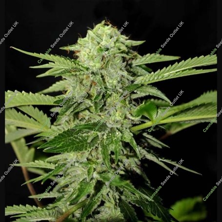 Txees Bilbo Feminized Marijuana Strain by Genehtik For Sale Online at Cannabis Seeds Outlet