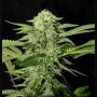 Txees Bilbo Feminized Marijuana Strain by Genehtik For Sale Online at Cannabis Seeds Outlet