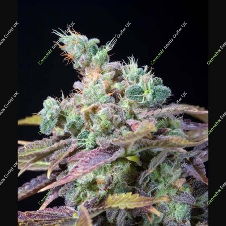 Txomango Feminized Marijuana Strain by Genehtik For Sale Online at Cannabis Seeds Outlet