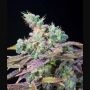 Txomango Feminized Marijuana Strain by Genehtik For Sale Online at Cannabis Seeds Outlet