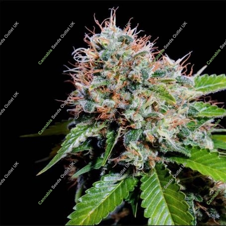 Zuri Widow Regular Marijuana Strain by Genehtik For Sale Online at Cannabis Seeds Outlet