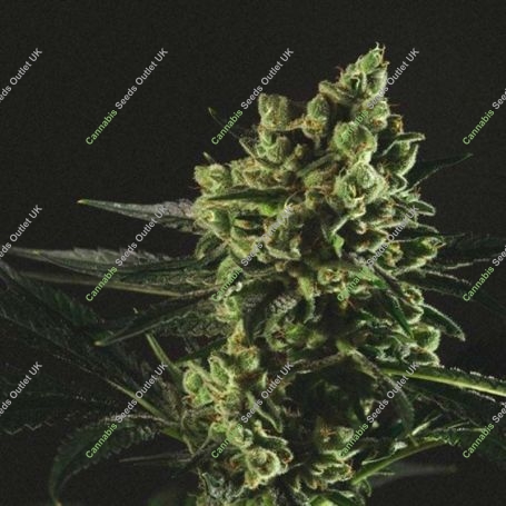Best Mango Feminized Marijuana Strain by Genofarm For Sale Online at Cannabis Seeds Outlet