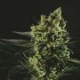 Best Mango Feminized Marijuana Strain by Genofarm For Sale Online at Cannabis Seeds Outlet