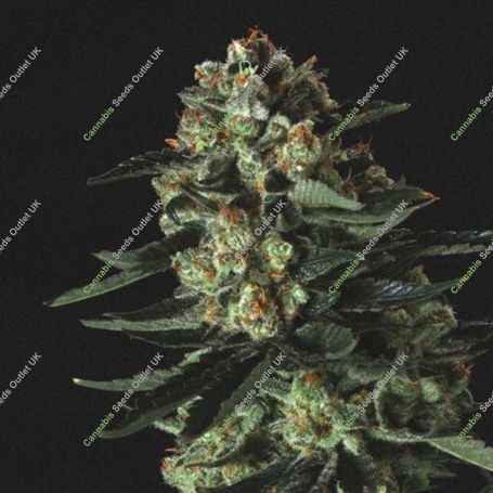 Big Shark Feminized Marijuana Strain by Genofarm For Sale Online at Cannabis Seeds Outlet