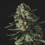 Big Shark Feminized Marijuana Strain by Genofarm For Sale Online at Cannabis Seeds Outlet