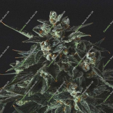 Black Diesel Feminized Marijuana Strain by Genofarm For Sale Online at Cannabis Seeds Outlet