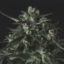 Black Diesel Feminized Marijuana Strain by Genofarm For Sale Online at Cannabis Seeds Outlet