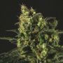 Easy Haze Female Genofarm Cannabis Seeds