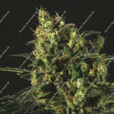 Easy Haze Feminized Marijuana Strain by Genofarm For Sale Online at Cannabis Seeds Outlet