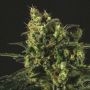 Easy Haze Feminized Marijuana Strain by Genofarm For Sale Online at Cannabis Seeds Outlet