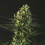 Goldenberry Female Genofarm Cannabis Seeds