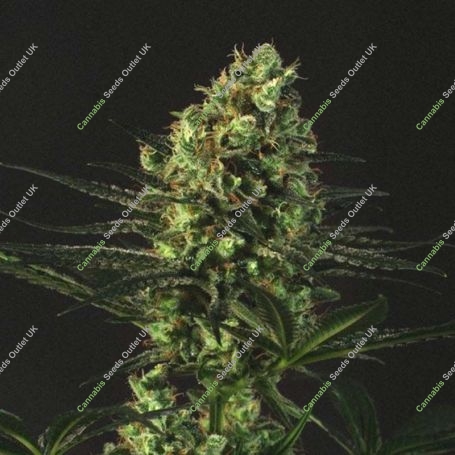 Goldenberry Feminized Marijuana Strain by Genofarm For Sale Online at Cannabis Seeds Outlet