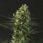 Goldenberry Feminized Marijuana Strain by Genofarm For Sale Online at Cannabis Seeds Outlet