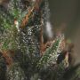 Medicritical Female Genofarm Cannabis Seeds
