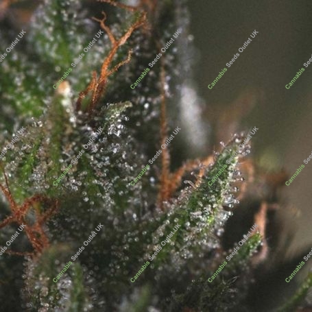 Medicritical Feminized Marijuana Strain by Genofarm For Sale Online at Cannabis Seeds Outlet