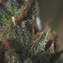 Medicritical Feminized Marijuana Strain by Genofarm For Sale Online at Cannabis Seeds Outlet