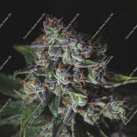 Purple Haze Auto Feminized Marijuana Strain by Genofarm For Sale Online at Cannabis Seeds Outlet