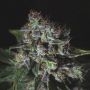 Purple Haze Auto Feminized Marijuana Strain by Genofarm For Sale Online at Cannabis Seeds Outlet