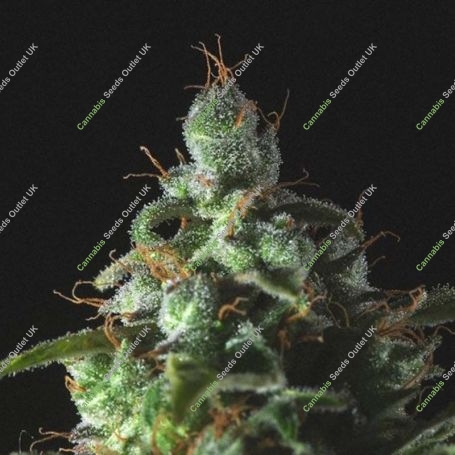Thunder Haze Auto Feminized Marijuana Strain by Genofarm For Sale Online at Cannabis Seeds Outlet