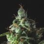 Thunder Haze Auto Feminized Marijuana Strain by Genofarm For Sale Online at Cannabis Seeds Outlet