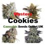 Mystery Cookies Female Seeds 33% OFF