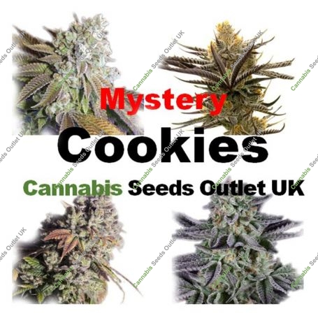 Mystery Cookies Feminized Marijuana Strain by Our Own Weed Breeders For Sale Online at Cannabis Seeds Outlet