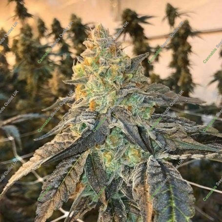 Bruce Banner 100 Feminized Marijuana Strain by Good Buzz Genetics For Sale Online at Cannabis Seeds Outlet