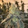 Bruce Banner 100 Feminized Marijuana Strain by Good Buzz Genetics For Sale Online at Cannabis Seeds Outlet