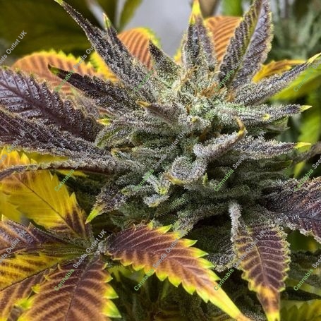 Chemdawg 100 Feminized Marijuana Strain by Good Buzz Genetics For Sale Online at Cannabis Seeds Outlet