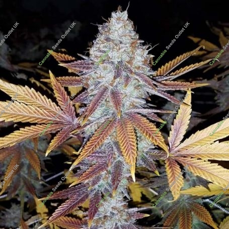 Gelato 100 Feminized Marijuana Strain by Good Buzz Genetics For Sale Online at Cannabis Seeds Outlet