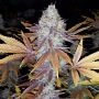 Gelato 100 Feminized Marijuana Strain by Good Buzz Genetics For Sale Online at Cannabis Seeds Outlet